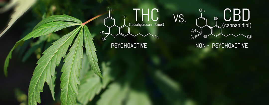 THC Limits